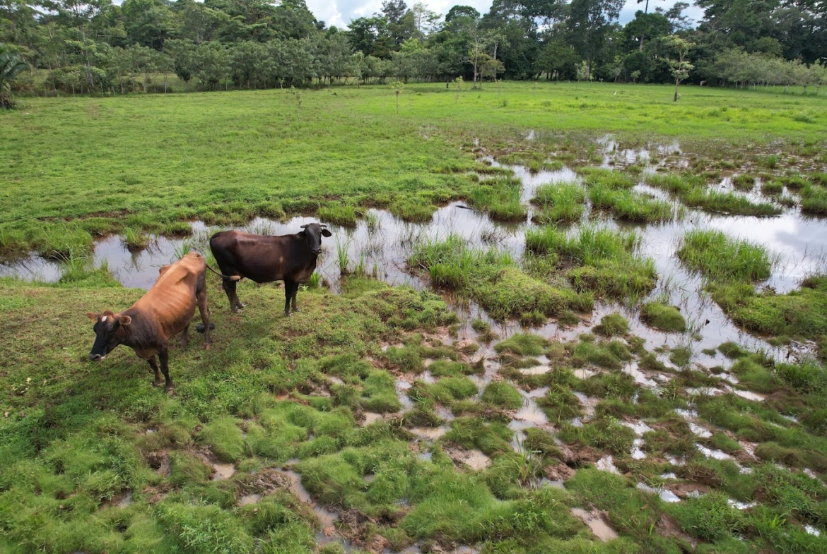 Finca Lechera en Costa Rica
